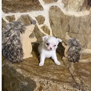 Chihuahua toy long hair male, Επαρχία Λεμεσού — Λεμεσός - Ζακάκι