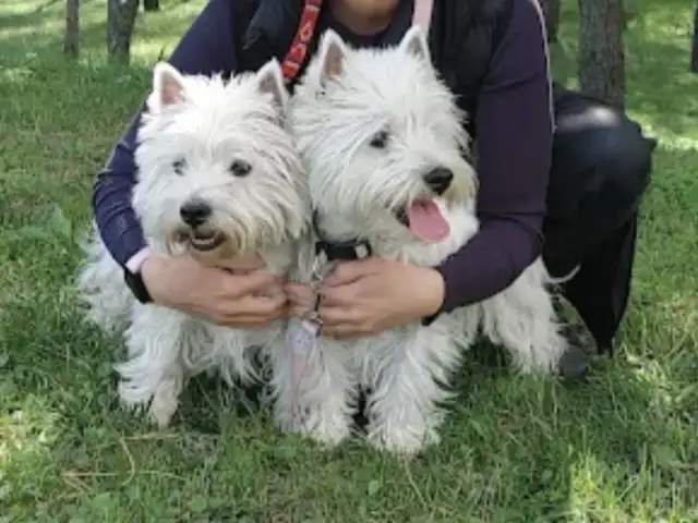 West highland white terrier puppies, Larnaca — Larnaka - Skala - 2