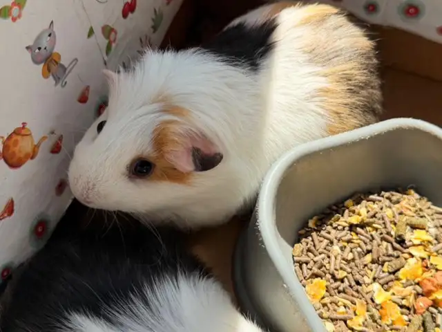 Guinea pig, Limassol — Limassol - Agios Antonios