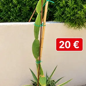 Cactus 1 80 3 years old, Limassol — Agios Tychon Tourist Area