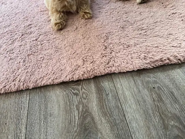 Micro maltipoo f1., Επαρχία Λάρνακας — Ορόκλινη