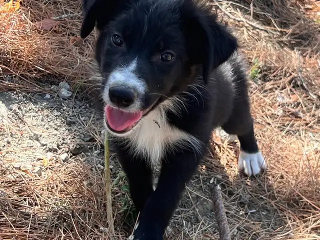 Border collie, Nicosia — Lythrodontas