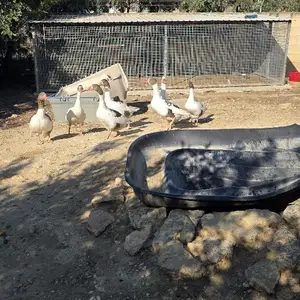 7 goose all together, Nicosia — Dali
