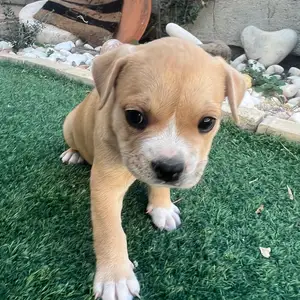 Frenchie staff puppies, Nicosia — Anageia