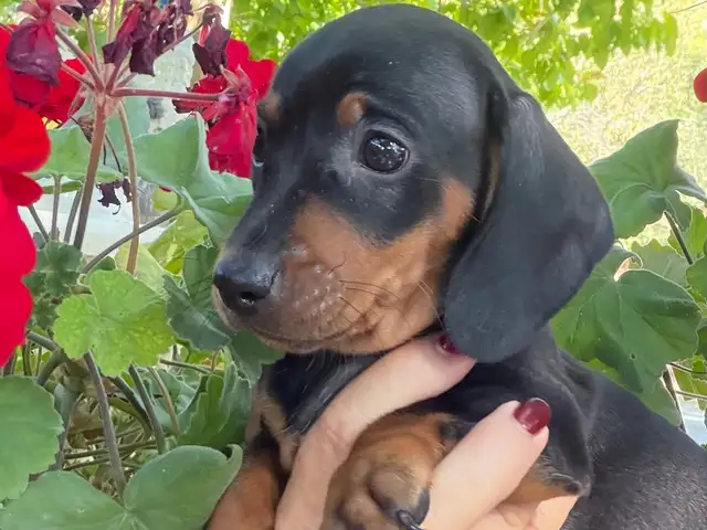 Dachshund, Limassol — Agios Athanasios