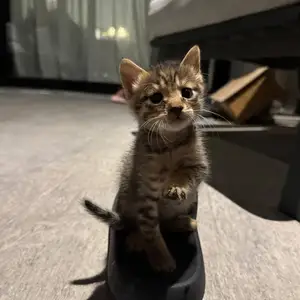 Little sonya, Επαρχία Λεμεσού — Πάνθεα