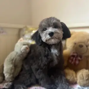 Maltipoo f1 small size, Limassol — Potamos Germasogeias