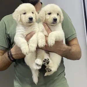 Golden retriever, Επαρχία Λεμεσού — Λεμεσός - Άγιος Γεώργιος