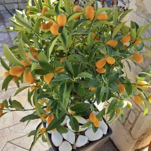 Professional garden maintenance services, Επαρχία Λεμεσού — Σούνι