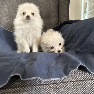 Pomeranian - spitz, Nicosia — Nicosia - Ag. Antonios