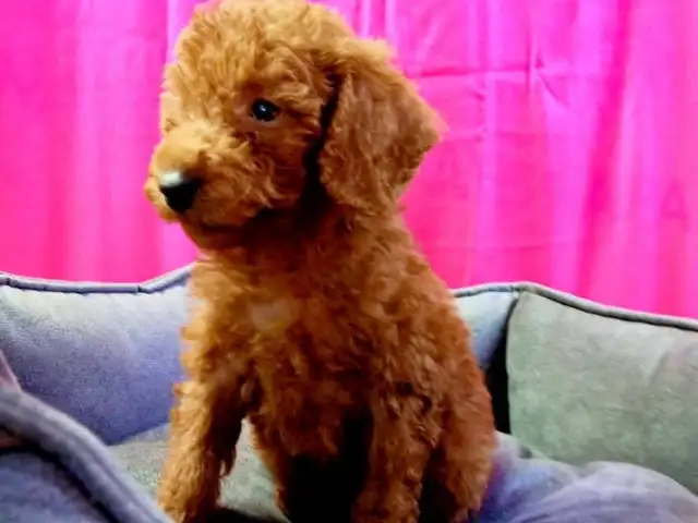 Korean toy Poodle female, Famagusta — Agia Napa
