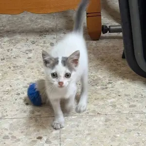 Kitten, 2 months old, Nicosia — Agios Dometios - Agios Pavlos