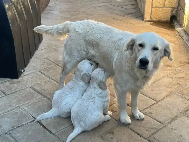 Golden retriever, Επαρχία Λάρνακας — Λάρνακα - Σωτήρος