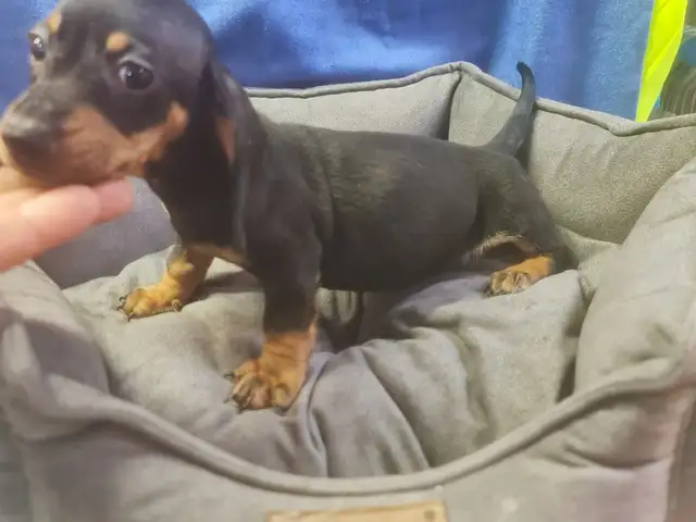DACHSHUND male miniature, Famagusta — Agia Napa