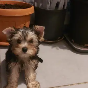 Yorkshire terrier, Larnaca — Aradippou - Agios Fanourios