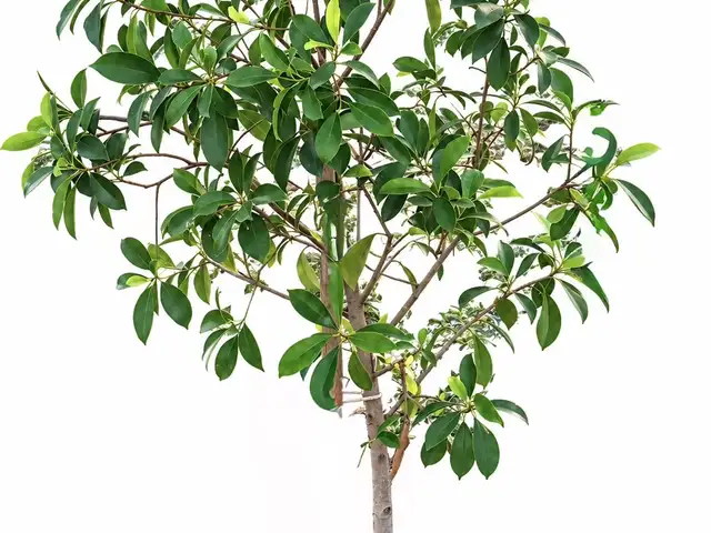 Potted chinese bonsai tree - ficus microcarpa - 4 ετών years old established, Larnaca — Larnaka - Kamares