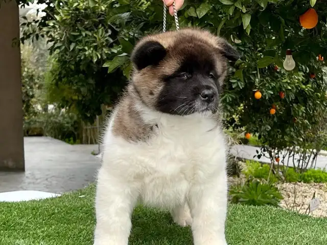 American akita, Nicosia — Latsia - Agios Eleftherios