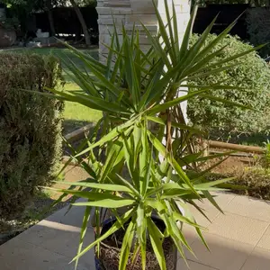 Large yucca plant, Limassol — Erimi