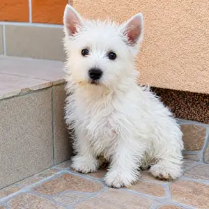 West highland white terrier puppies, Επαρχία Λάρνακας — Λάρνακα - Σκάλα