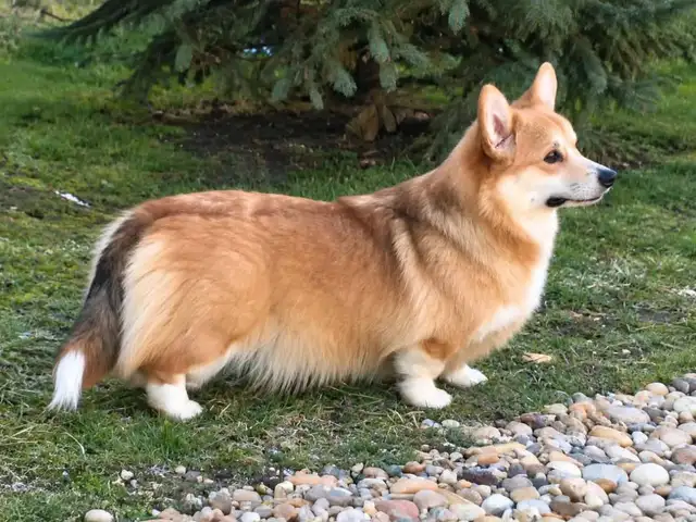 Welsh corgi pembroke puppies, Larnaca — Larnaka - Skala - 6