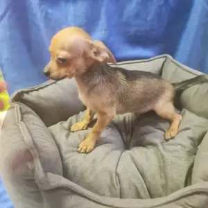 Chihuahua puppy male, Επαρχία Αμμοχώστου — Αγία Νάπα