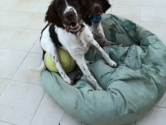 Springer Spaniel, Nicosia — Dali - Panag Evangelistria