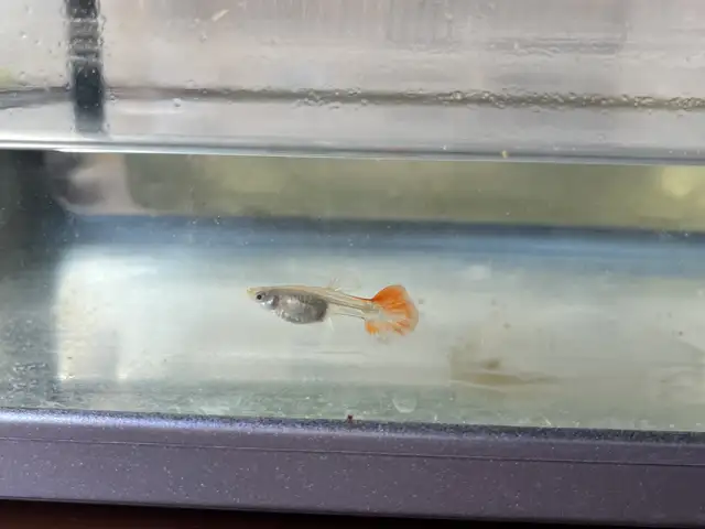 Guppy fry, Επαρχία Λευκωσίας — Λακατάμεια - Αρχαγγέλος-Ανθούπολη