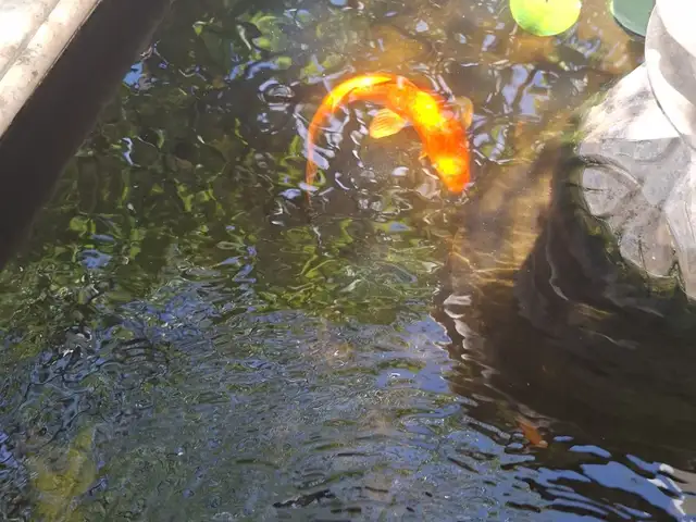 Koi 35-40cm, Paphos — Geroskipou