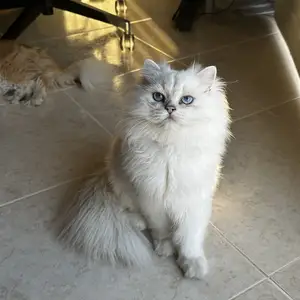 British longhair male for breeding, Paphos — Empa