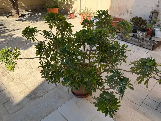 2 plants in big pots, Επαρχία Λάρνακας — Λιβάδια Λάρνακας