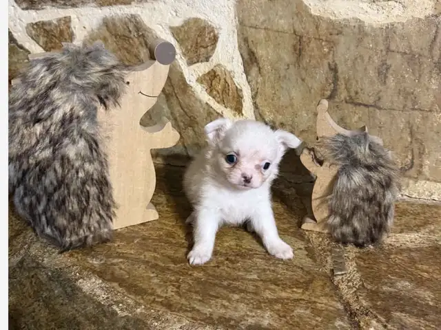 Chihuahua toy long hair male, Επαρχία Λεμεσού — Λεμεσός - Ζακάκι