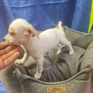Chihuahua puppy male γαλάζια μάτια, Επαρχία Αμμοχώστου — Αγία Νάπα