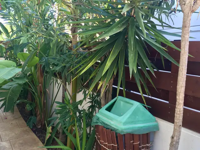 Yucca, Επαρχία Αμμοχώστου — Πρωταράς