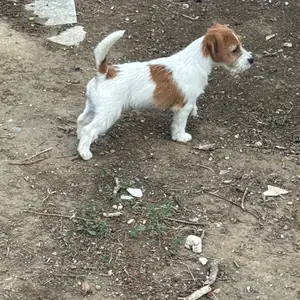 Jack russell wire hair με pedigree, Larnaca — Larnaka - Agioi Anargyroi I