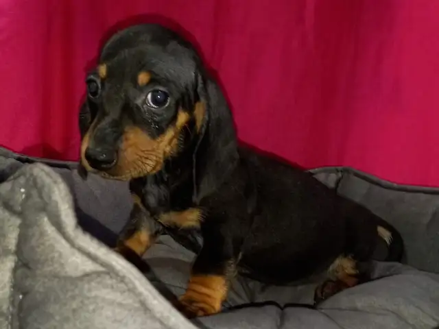 DACHSHUND female miniature, Famagusta — Agia Napa