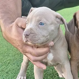Amstaff 2 months, Larnaca — Livadia Larnakas