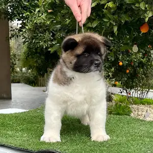 American akita, Nicosia — Latsia - Agios Eleftherios