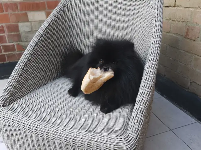 Pomeranian, Limassol — Pissouri
