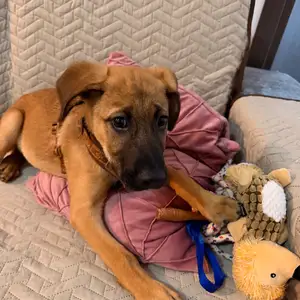 Please help this puppy find a home - we can drive him anywhere, Nicosia — Aglantzia