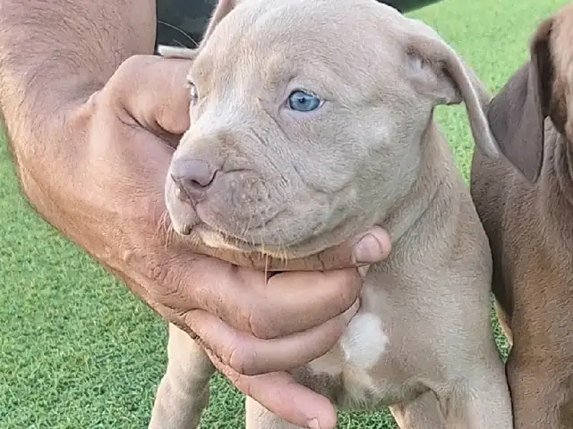 Amstaff 2 months, Larnaca — Livadia Larnakas