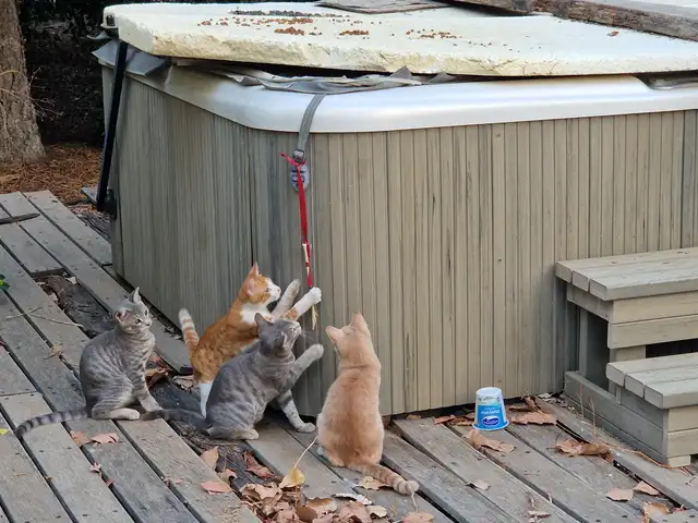 4 cat bros, Επαρχία Λεμεσού — Γερμασόγεια Τουριστική Περιοχή
