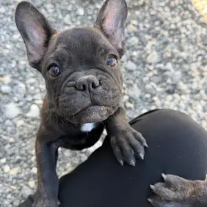 Frenchie puppies, Limassol — Kolossi -Agios Loukas