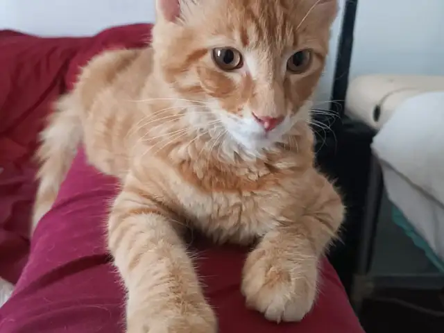 Mein coon kittens 5 months old, Limassol — Limassol - Agios Nicolaos