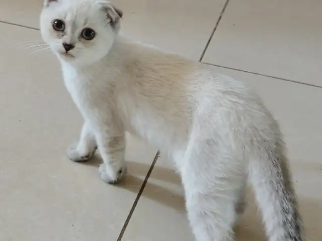 Scottish fold cats, Επαρχία Λεμεσού — Πύργος Λεμεσού Τουριστική Περιοχή