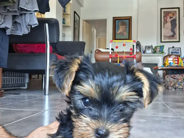 Yorkshire terrier mini female, Limassol — Agios Ioannis Lemesou