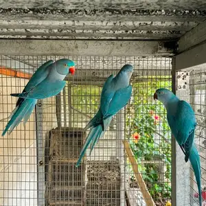 Blue ringnecks, Larnaca — Avdellero