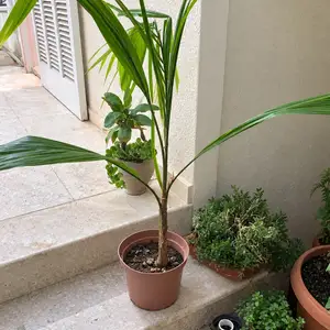 Arecastrum palms - φοίνικες αροκάστρουμ σε ποσότητα, Larnaca — Larnaka - Kamares
