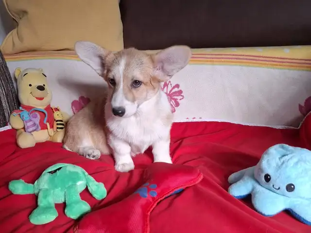 Welsh corgi pembroke puppies, Larnaca — Larnaka - Skala - 2