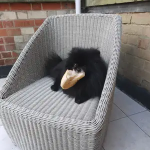 Pomeranian, Επαρχία Λεμεσού — Πισσούρι