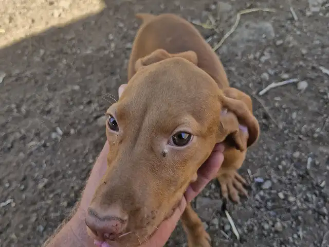 Vizsla θηλυκό, Larnaca — Kornos